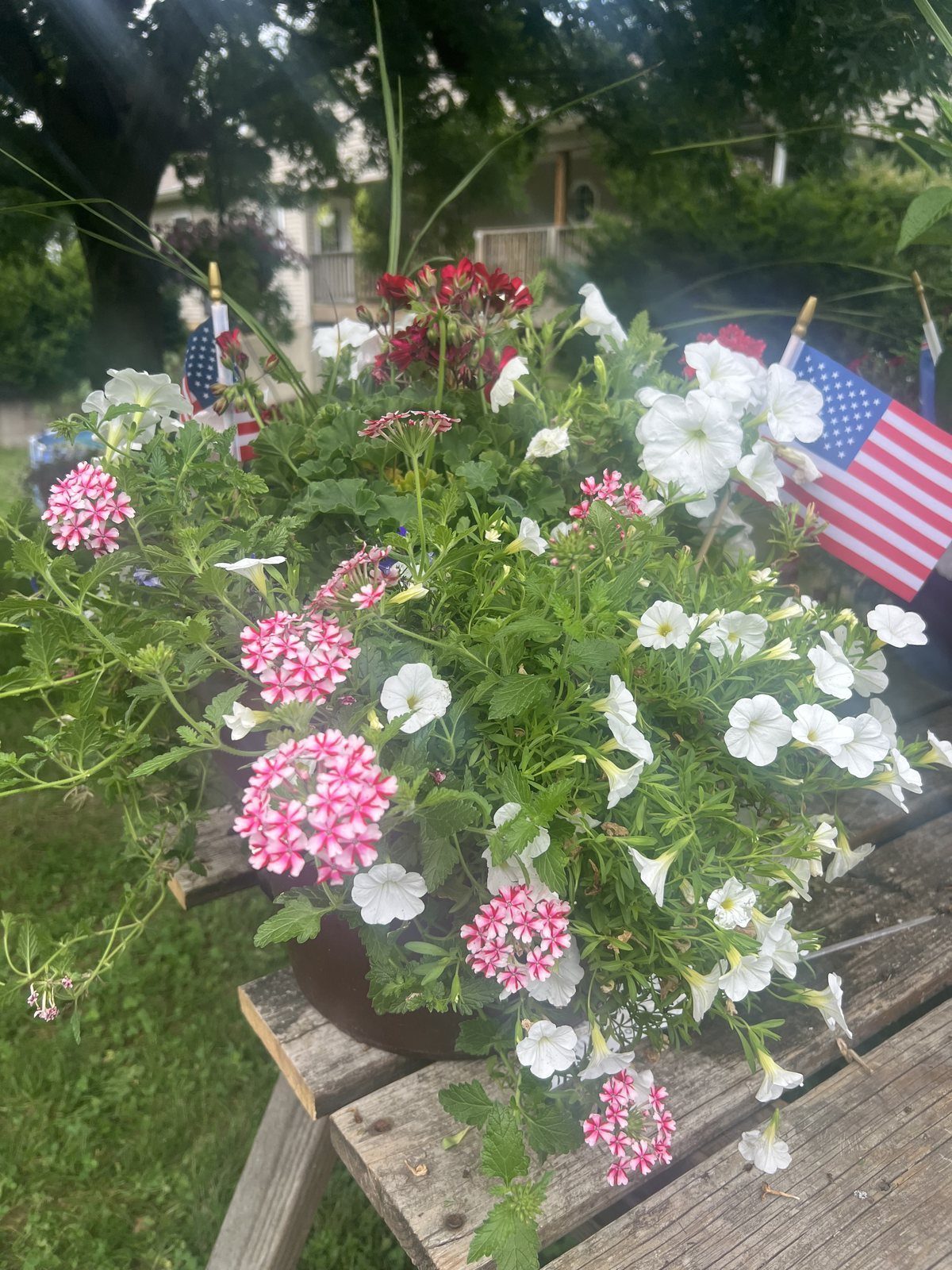 Calibrachoa combo baskets, photo 2