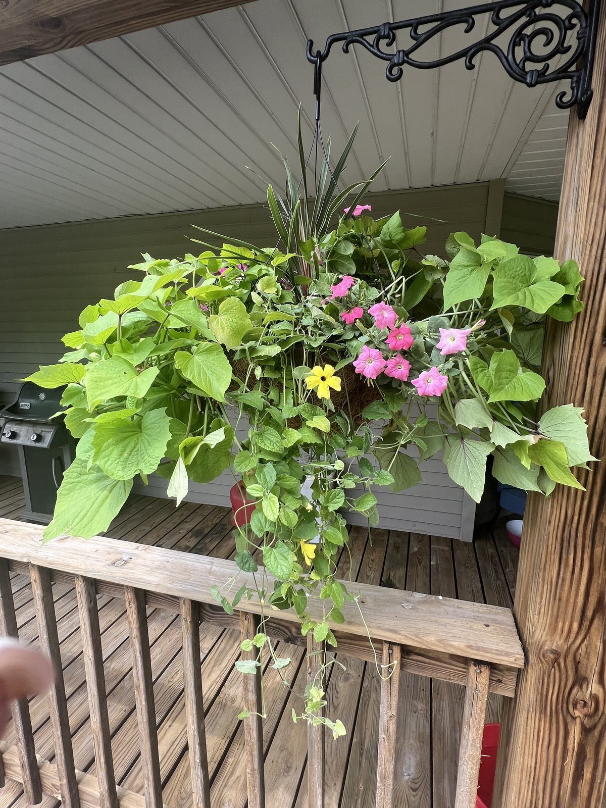 Geranium pots
