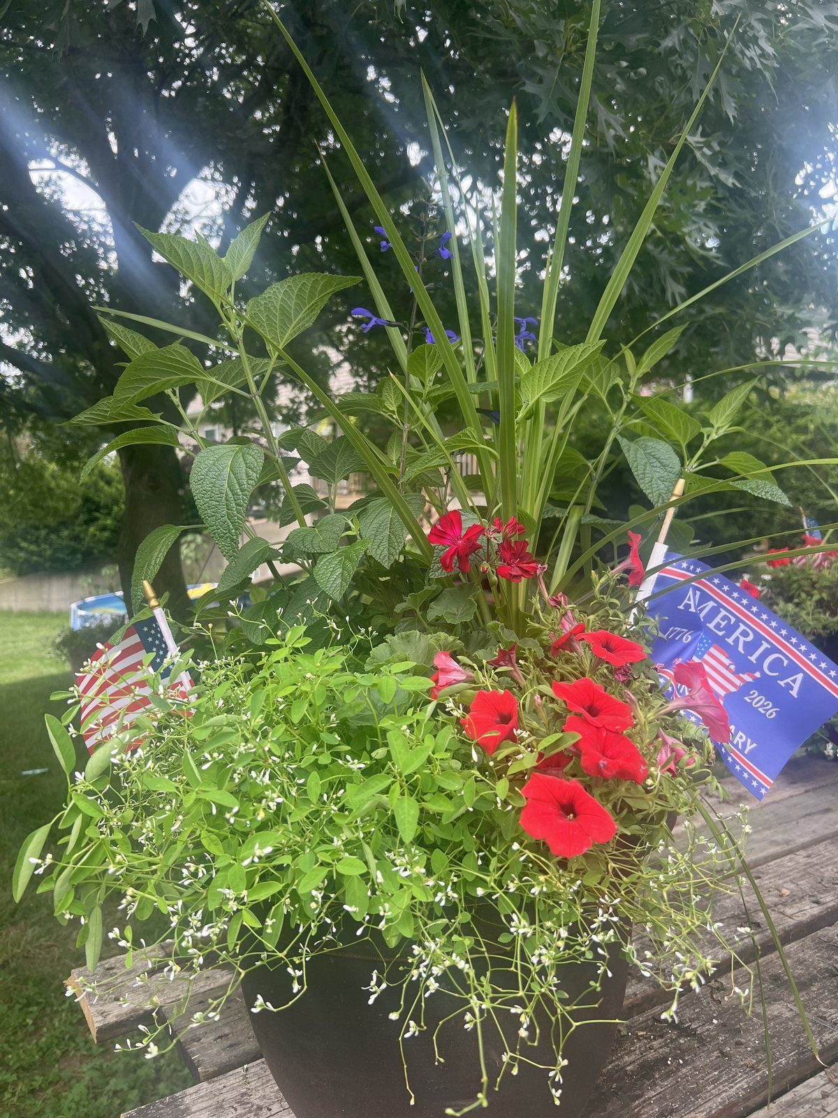 Mixed petunia hanging baskets, photo 2